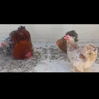 مرغ و خروس کوشین