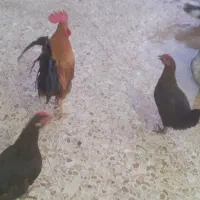 فوری فروش