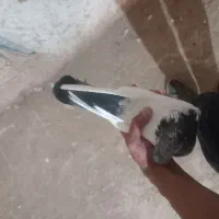 کله دم سبز ماده بشرط