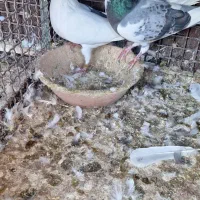 کفتر پلاکی  و ابلغ