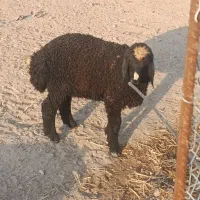 حیوانات مزرعه