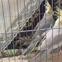 جفت عروس هلندی
