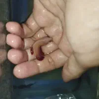 ماهی فروشی نووا