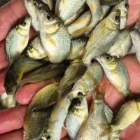 فیتوفاک کپور وماهی های پرورشی