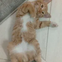 واگزاری گربه