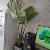 گیاه بابا آدم طبیعی