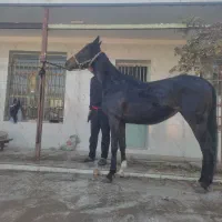 اسب فروشی ۵ ساله مادیان