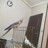 طوطی عروس جفت