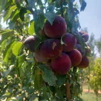 200-متر-باغچه-با-درختان-2-ساله-و-دیوار