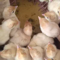 بوقلمون بیوتی ۶ گوشتی