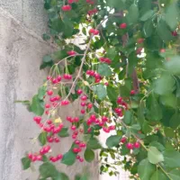 باغ فروشی درمنطق خوش آب و هوای گوارشک بفروش می رسد