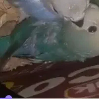 گمشده طوطی برزیلی گمشده