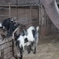 یک راس نری نژاد گلابی اصل