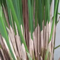 گل نخل مرداب ۳ متری