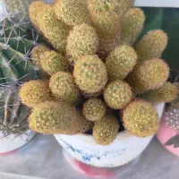 فروش گل کاکتوس