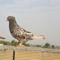 شکلاتی