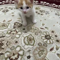 واگذاری گربه دی اس اچ