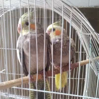 عروس هلندی