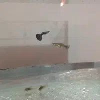 ماهی و آکواریوم