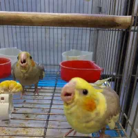 عروس هلندی جوجه نرم خور