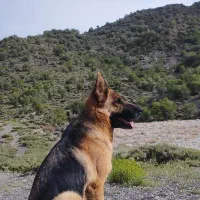 نگهداری حیوانات