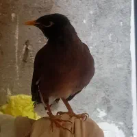 مینا کام سیاه افغان سخنگو