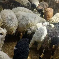 گوسفند