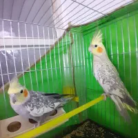 جفت عروس هلندی مولد، آواز خوان