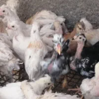 جوجه خروس رسمی