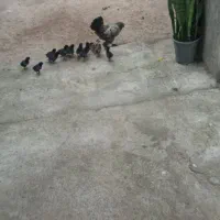 مرغ باجوجه