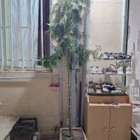 درختچه کاج