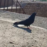 سیاه نر پر کلفت
