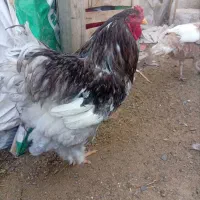 خروس برهما بلو