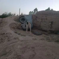 سگ سرابی