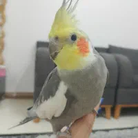 طوطی عروس سخنگو