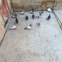 کبوتر بهبهانی