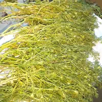بوته سبز اسپند کوهی شمال