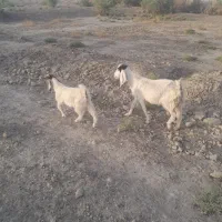 بزوکهره ماده فروشی