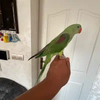 شاه طوطی نر ۳ماهه
