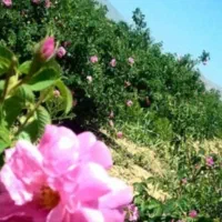 سفر به دیار گل و گلاب. میمند ۱۴۰۰