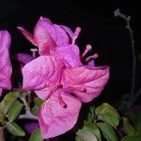 ((فروش گل کاغذی از خودتولید کننده))