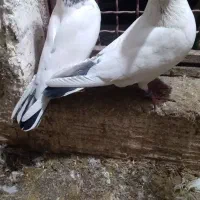 کبوتر|پرنده|گرگان, |دیوار