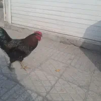 سر پرستی حیوانات خانگی پذیرفته می شود