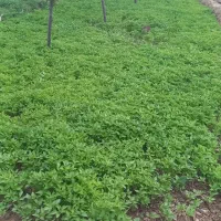 نهال گل گیاه