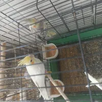 ۲ عدد عروس هلندی نرو ماده