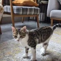 واگذاری گربه ۴ ماهه