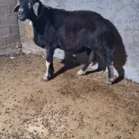 قوچ قره قیر جنس اصل