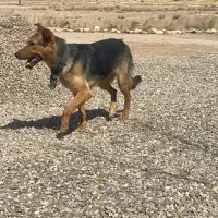 سگ ژرمن میکس