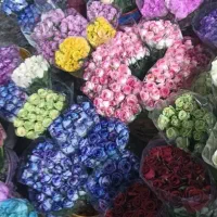 گل رز هلندی