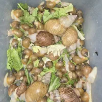 فروش عمده حلزون آچاتینا و آلبینو